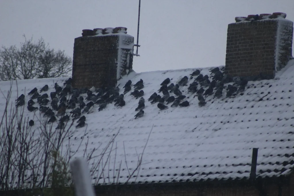 Winter Roof Dangers